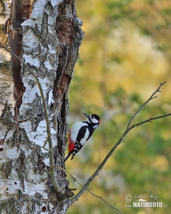 Great Spotted Woodpecker (Dendrocopos major)