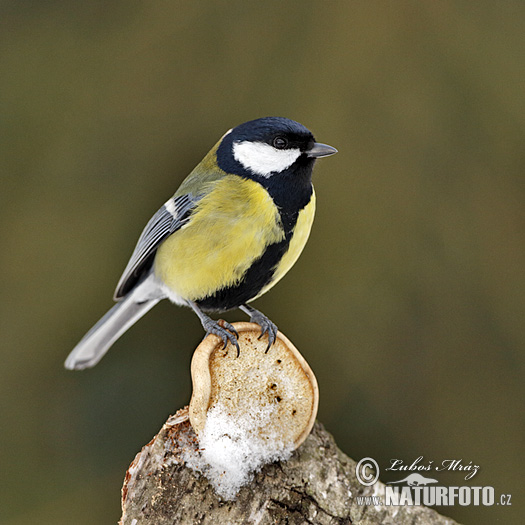 Great tits stock photo. Image of environment, tits, wildlife