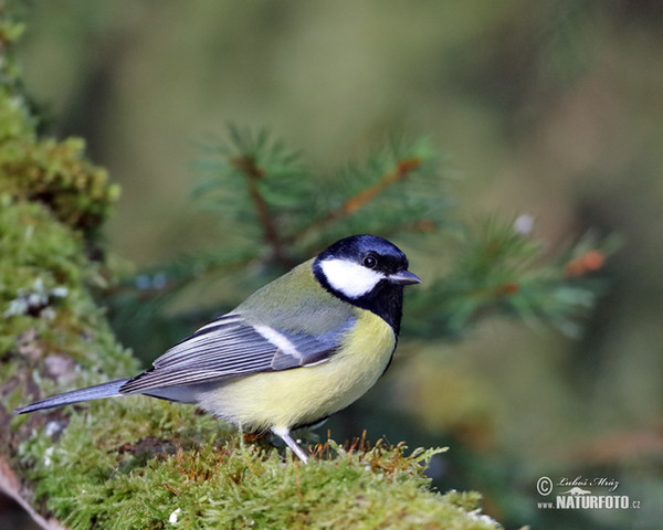 Great Tit (Parus major)