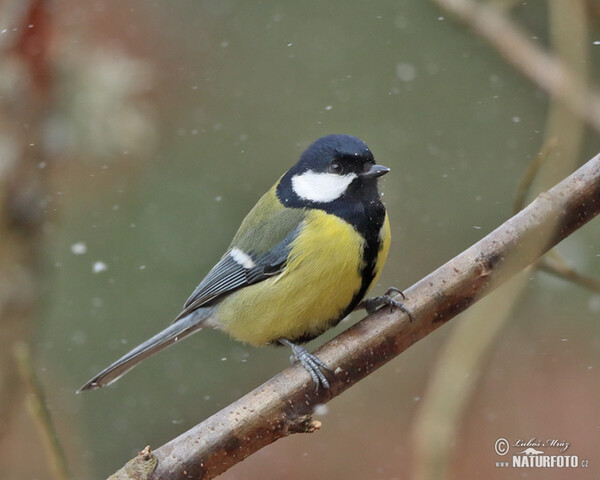 Great Tit (Parus major)