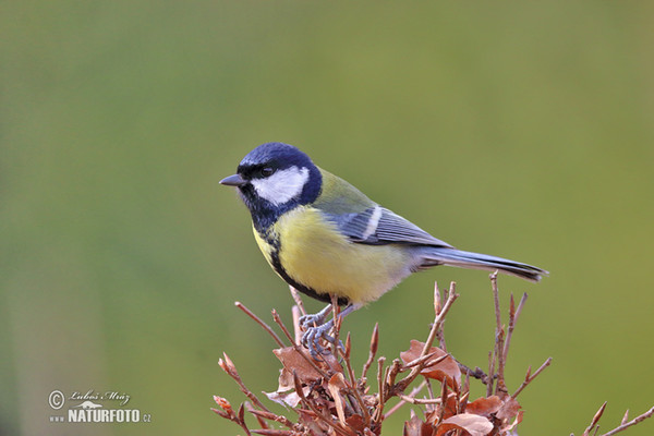 Great Tit (Parus major)