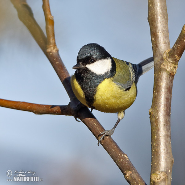 Great Tit (Parus major)