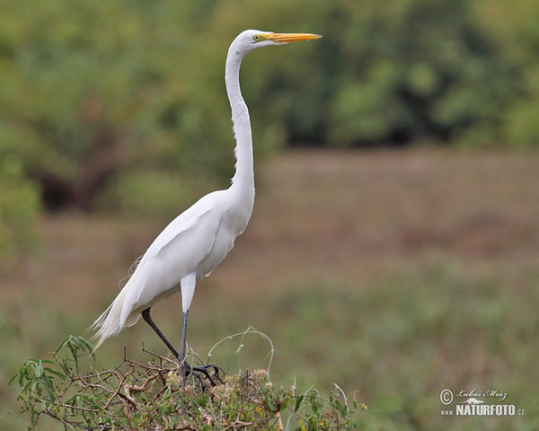 Great White Egret (Casmerodius albus)