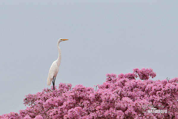 Great White Egret (Casmerodius albus)