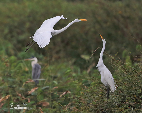 Great White Egret (Casmerodius albus)