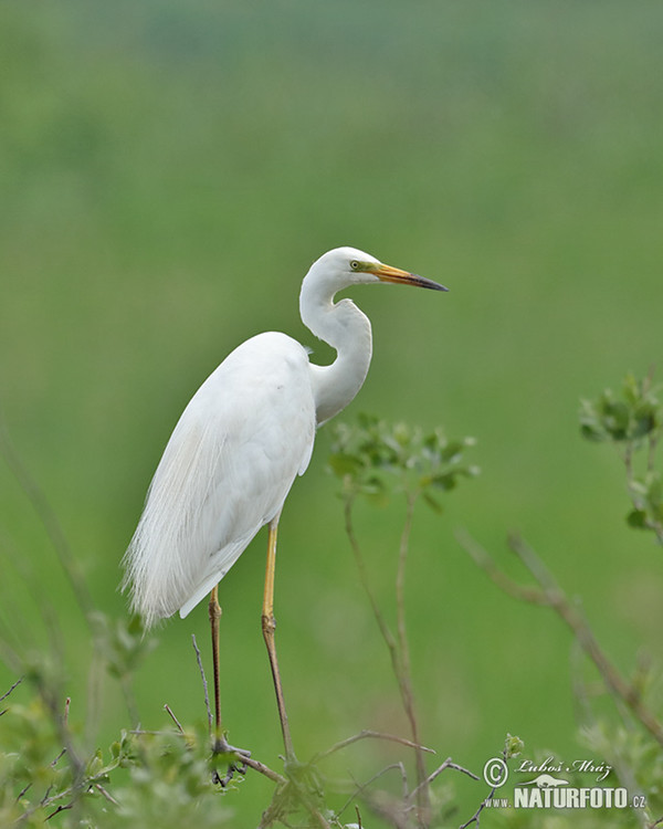 Great White Egret (Casmerodius albus)