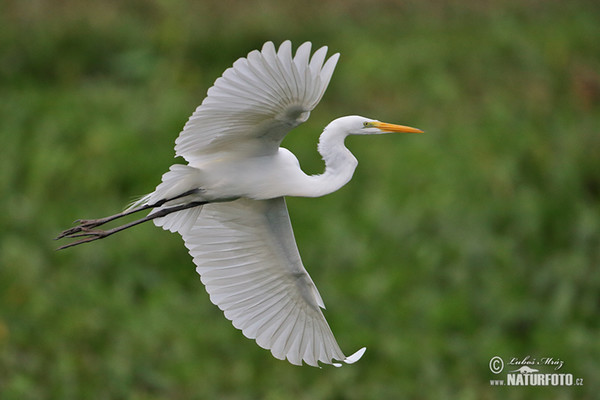 Great White Egret (Casmerodius albus)