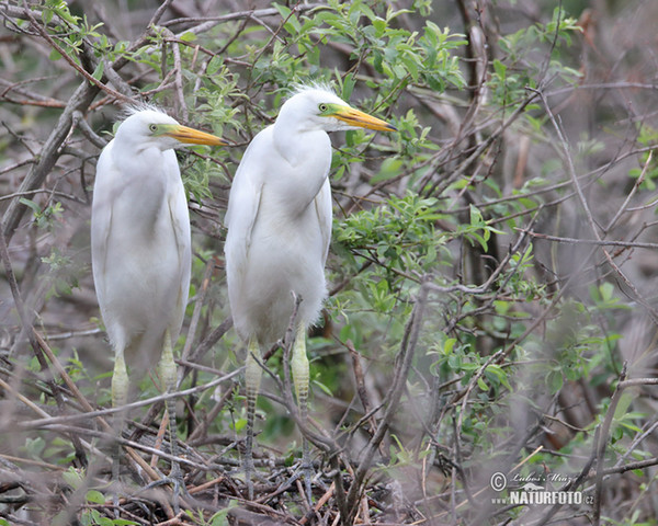 Great White Egret (Casmerodius albus)