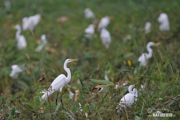 Great White Egret (Casmerodius albus)