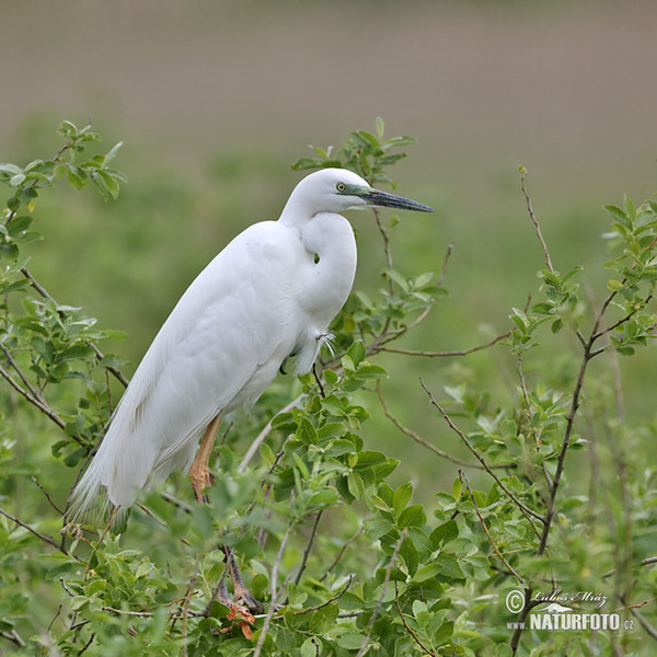 Great White Egret (Casmerodius albus)