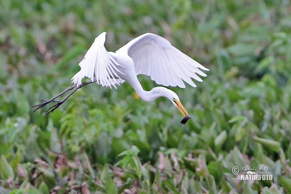 Great White Egret (Casmerodius albus)