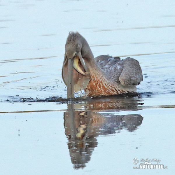 Great White Pelican (Pelecanus onocrotalus)