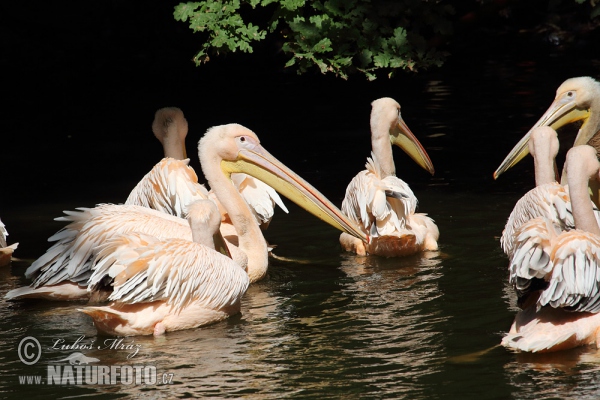 Great White Pelican (Pelecanus onocrotalus)