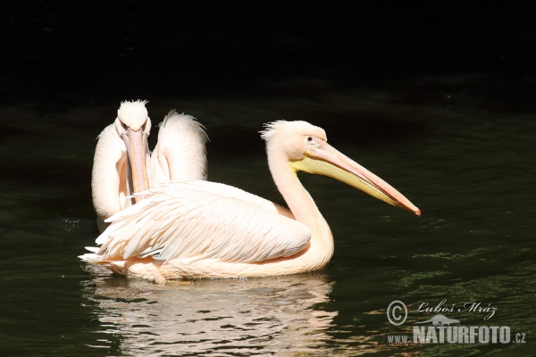 Great White Pelican (Pelecanus onocrotalus)