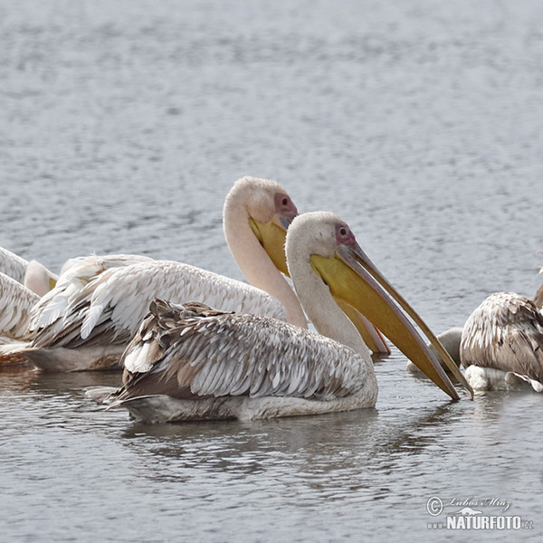 Great White Pelican (Pelecanus onocrotalus)