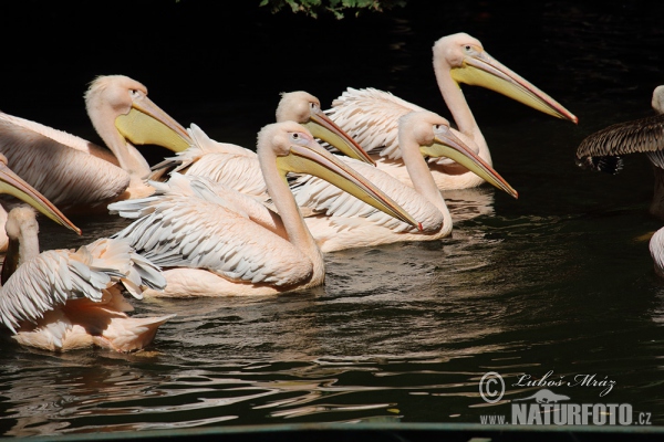 Great White Pelican (Pelecanus onocrotalus)