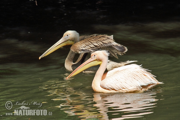 Great White Pelican (Pelecanus onocrotalus)