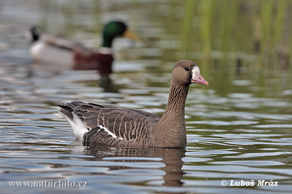 Greated White-fronted Goose (Anser albifrons)