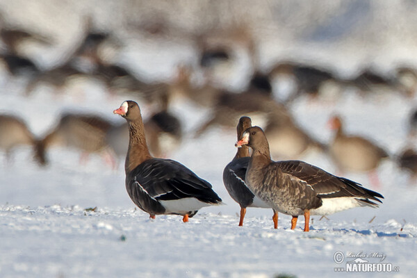 Greated White-fronted Goose (Anser albifrons)