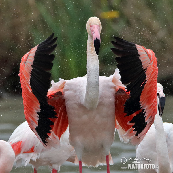 Greater Flamingo (Phoenicopterus roseus)