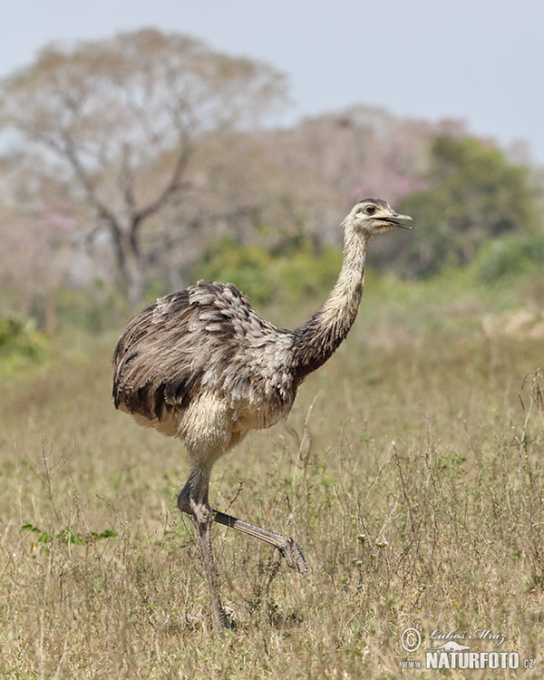 Greater Rhea (Rhea americana)