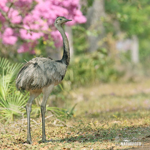Greater Rhea (Rhea americana)