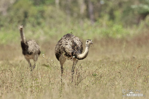 Greater Rhea (Rhea americana)