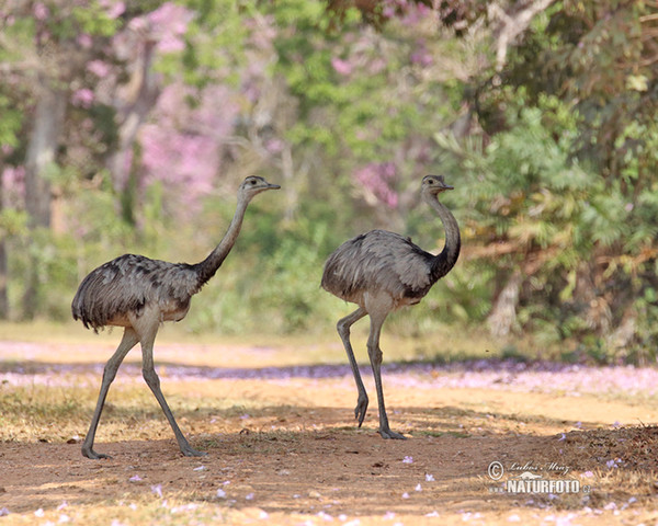 Greater Rhea (Rhea americana)