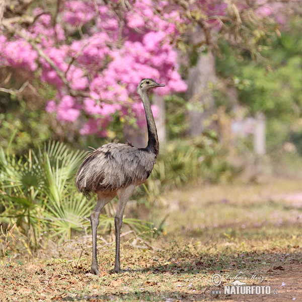 Greater Rhea (Rhea americana)