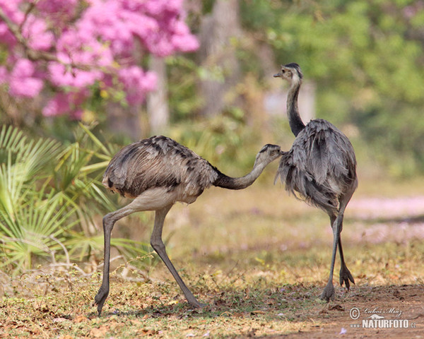 Greater Rhea (Rhea americana)