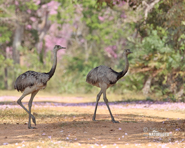 Greater Rhea (Rhea americana)