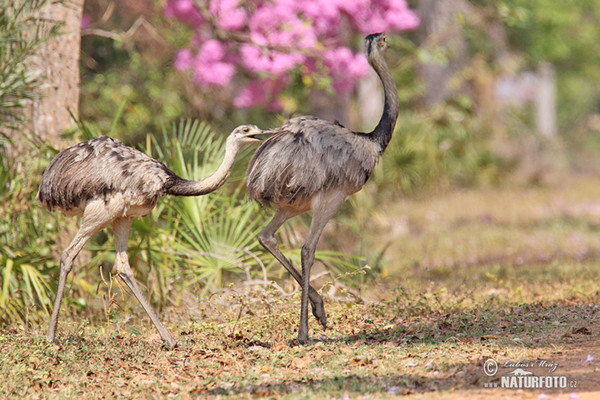 Greater Rhea (Rhea americana)