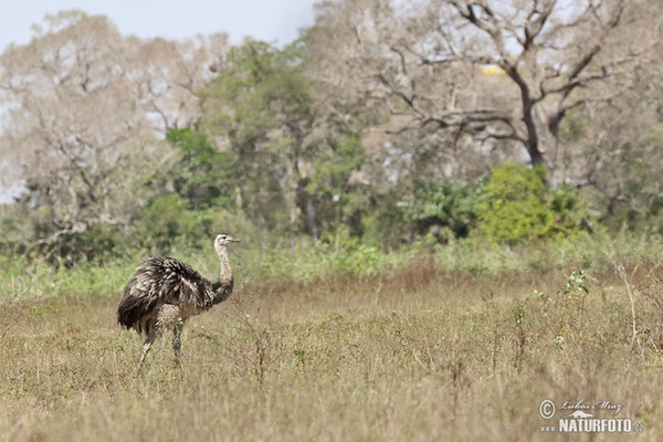 Greater Rhea (Rhea americana)