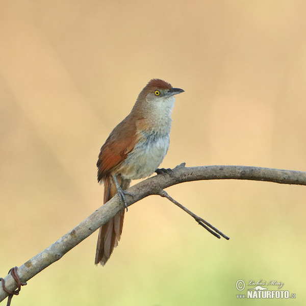 Greater Thornbird (Phacellodomus ruber)