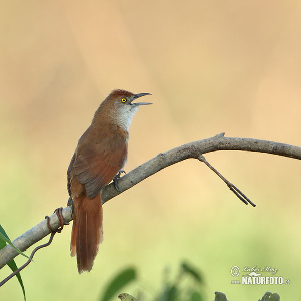 Greater Thornbird (Phacellodomus ruber)