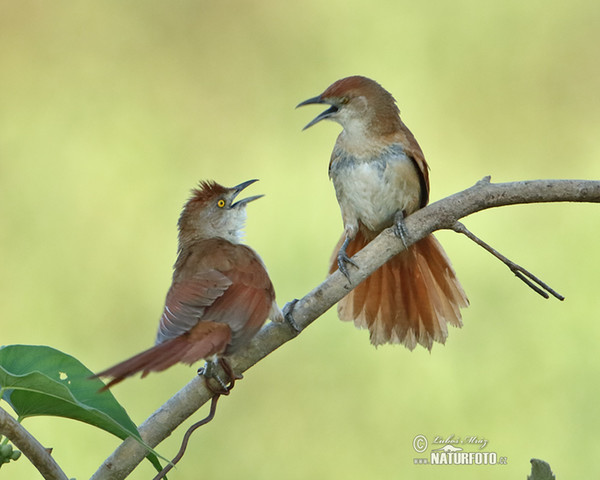 Greater Thornbird (Phacellodomus ruber)