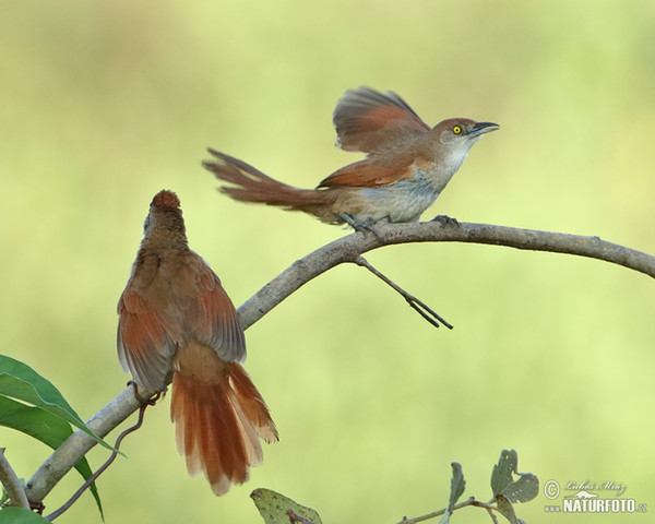 Greater Thornbird (Phacellodomus ruber)