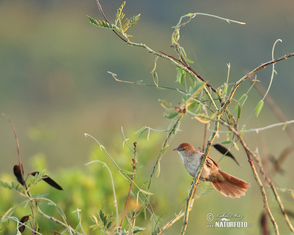 Greater Thornbird (Phacellodomus ruber)