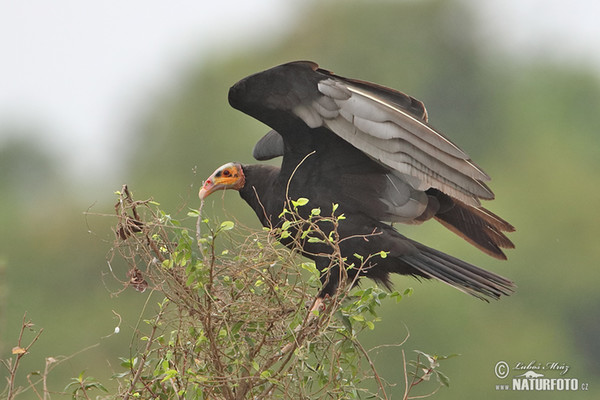 Greater Yellow -headed Vulture (Cathartes melambrotus)