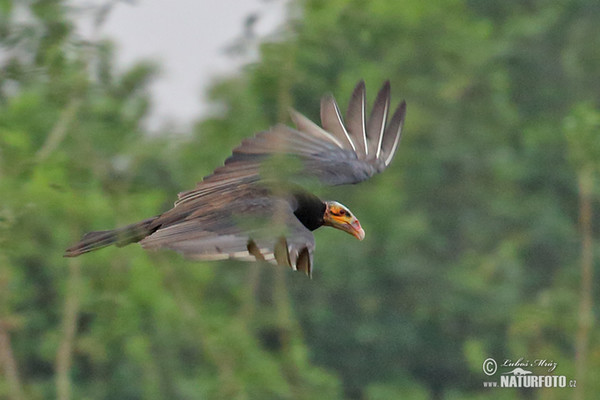 Greater Yellow -headed Vulture (Cathartes melambrotus)