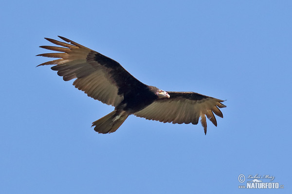 Greater Yellow -headed Vulture (Cathartes melambrotus)