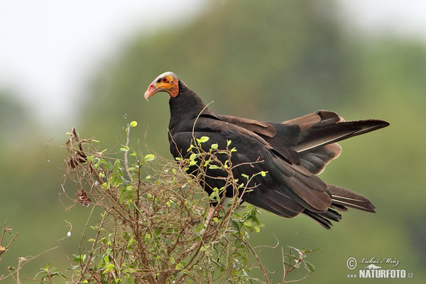 Greater Yellow -headed Vulture (Cathartes melambrotus)