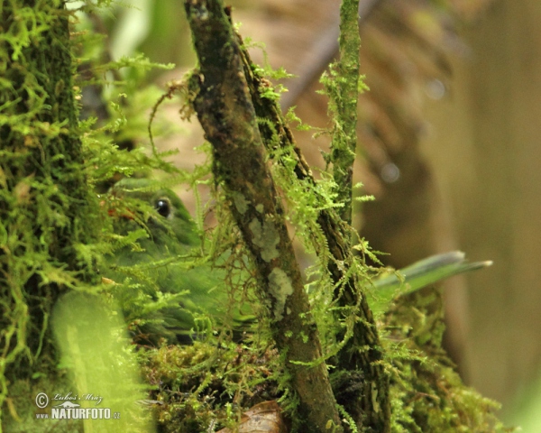 Green-and-black Fruiteater (Pipreola riefferii)