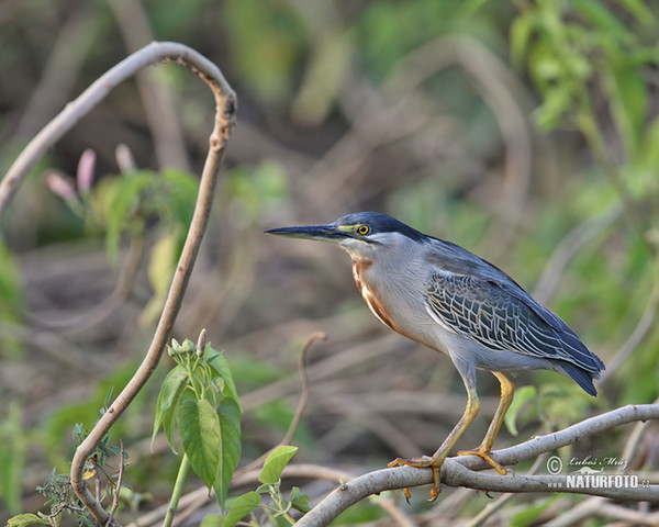 Green-backed Heron (Butorides striata)