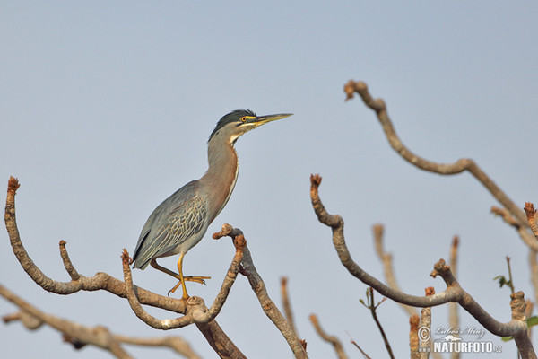 Green-backed Heron (Butorides striata)