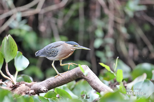 Green-backed Heron (Butorides striata)