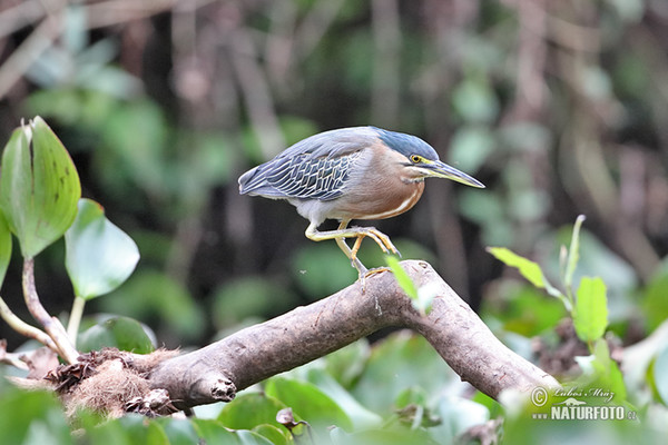 Green-backed Heron (Butorides striata)