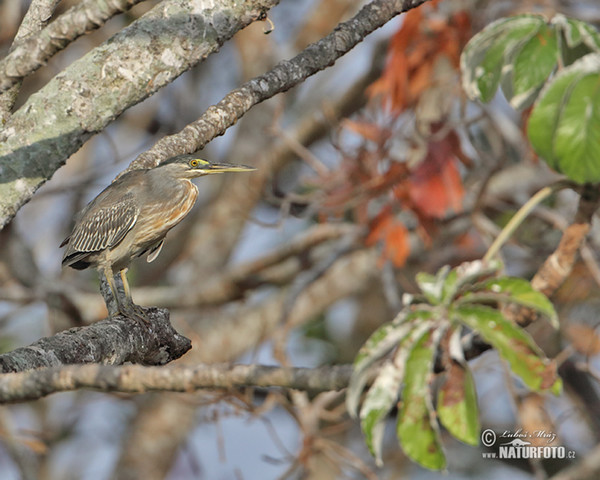 Green-backed Heron (Butorides striata)