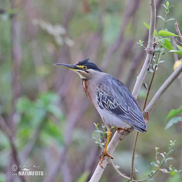 Green-backed Heron (Butorides striata)