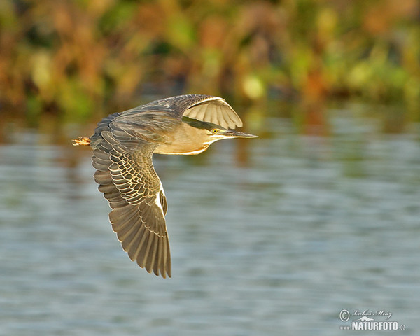 Green-backed Heron (Butorides striata)